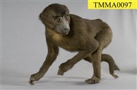 藏品(臺灣獼猴)的圖片